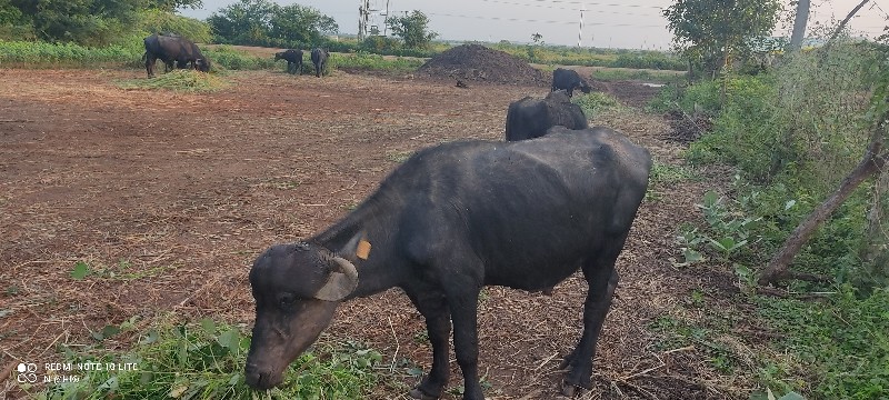 પાડો વેચવાનો છે