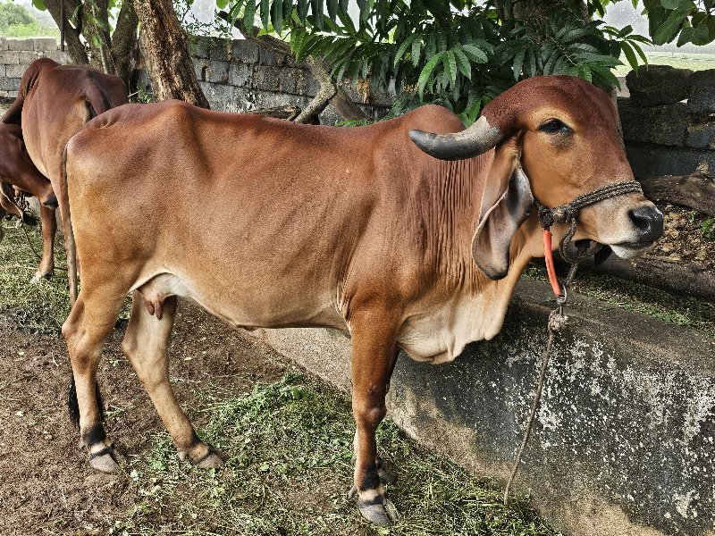 ગાય વેચવાની છે