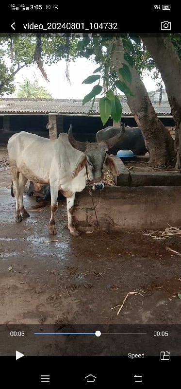 ગોધલા દેવા ના છ...