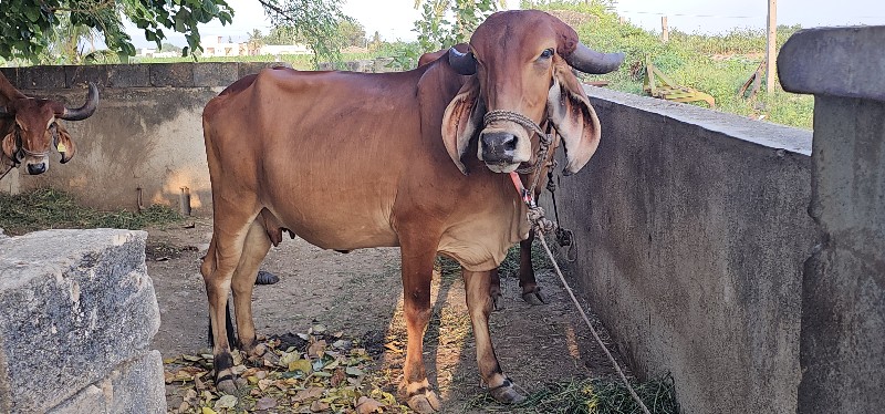 ગાય વેચવાની છે