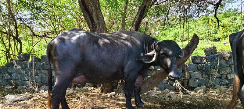 ભેંશ વેચવાની છે