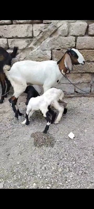 bakri ne bacha...