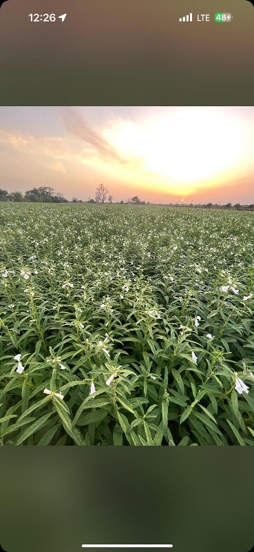 જમીન વેચવાની છે...