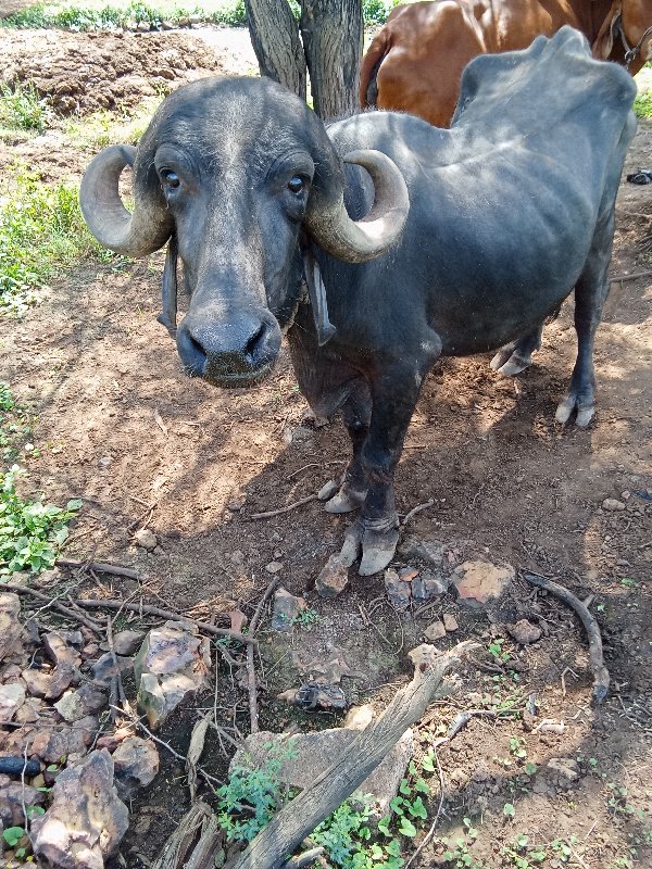 ભેંસ. વેસ વાની....