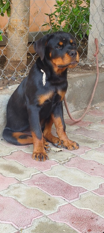 Rottweiler male