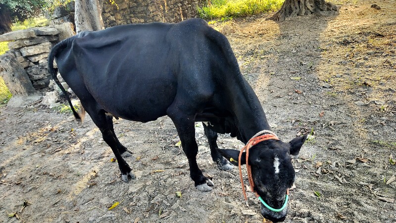 ગાય વેસવાની છે