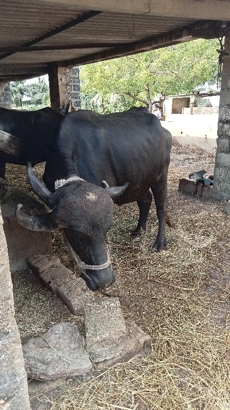 ભેંશ વેચવાની છે