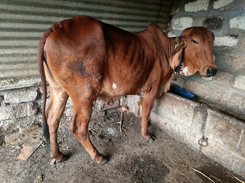 જર્સી ગાય લેવી...