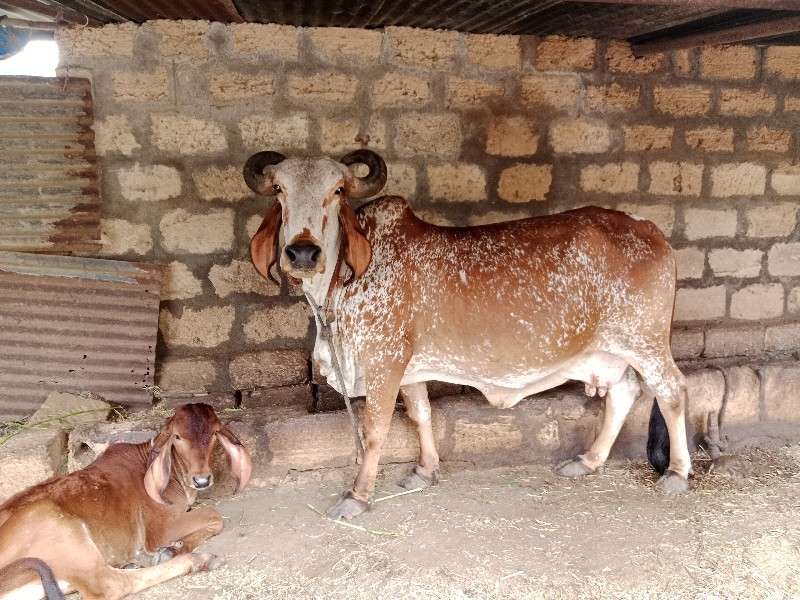 દેસી કાબરી ગાય...