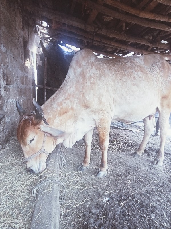 પેલું વેતર વોડક...