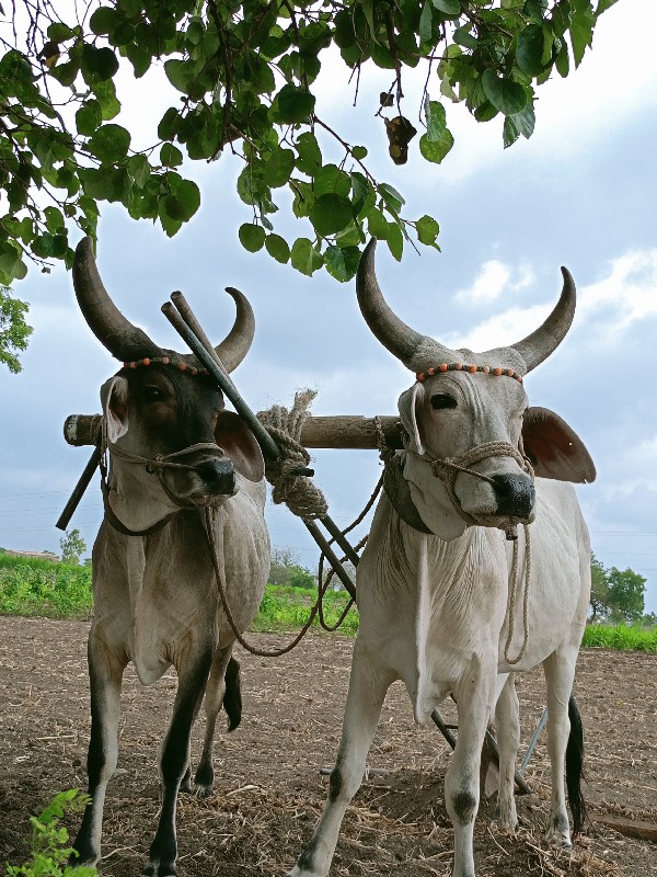 ગોઢલા વેચવાના છ...