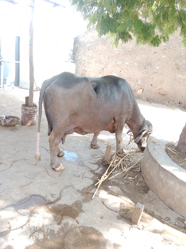 ભુરી ભેંશ વેચવા...