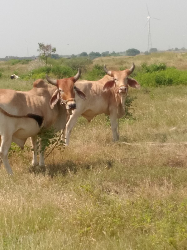 ચાલુ છે