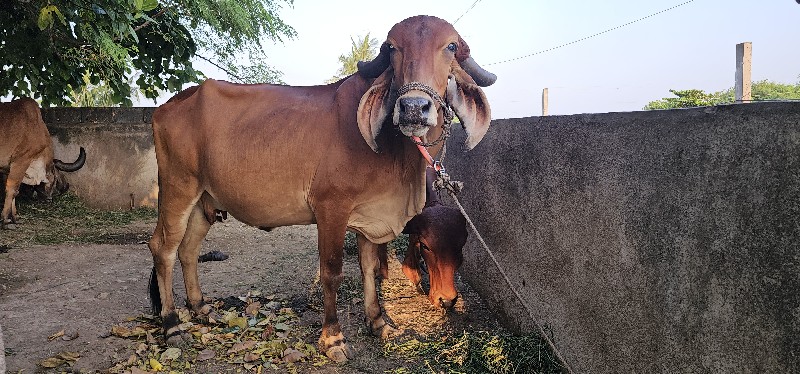 ગાય વેચવાની છે