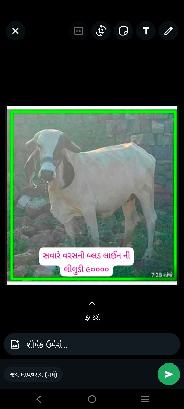 ગાય અને વાછડીઓ...