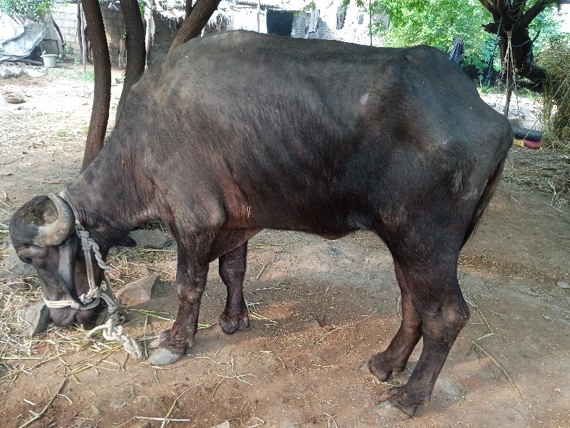 ખડેલુ વેચવાનુ