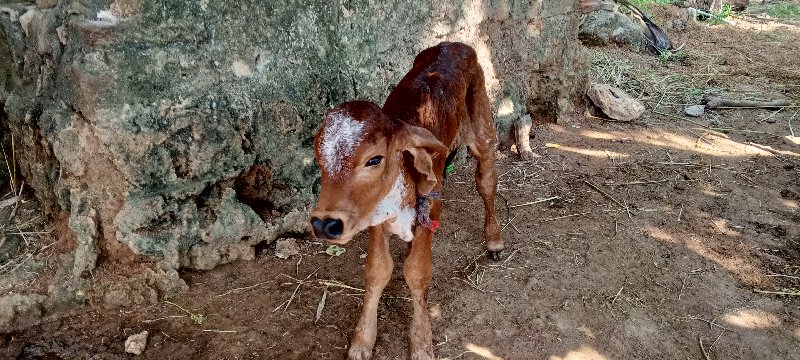 ગીર ગાય વેસવાની...