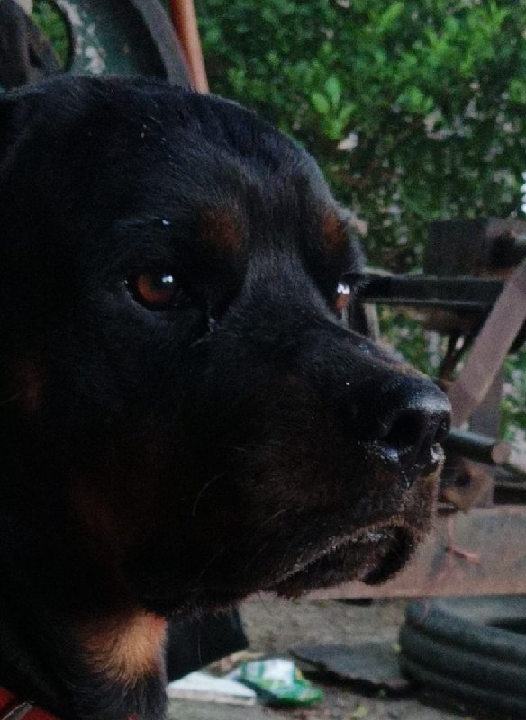 Rottweiler