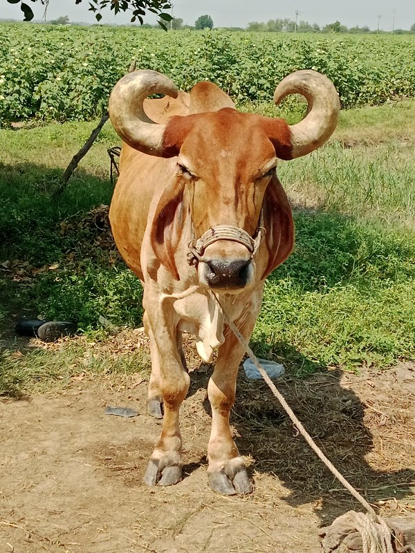 બળદ વેચવાનો છે