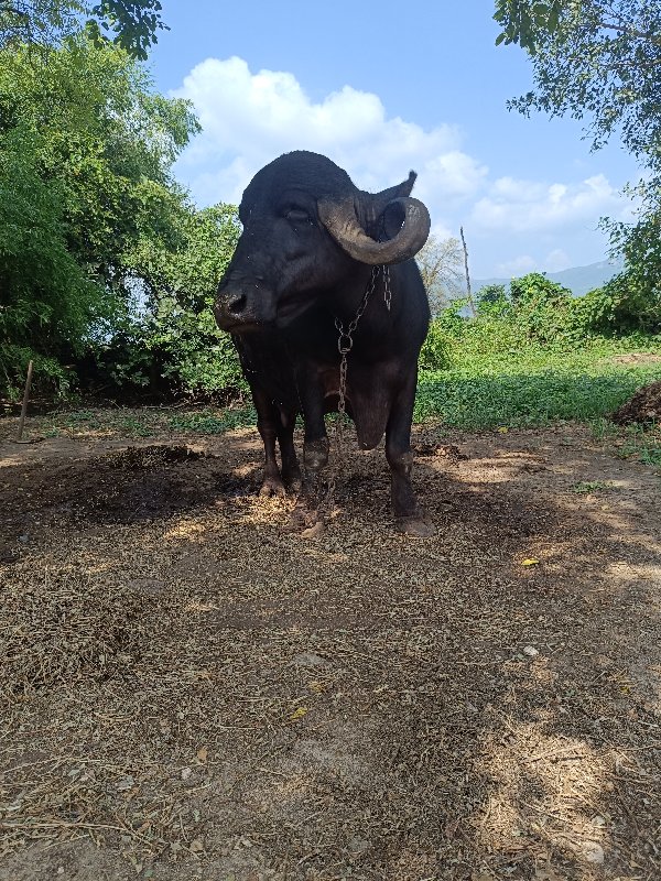 ભેસ વેચવા ની છે