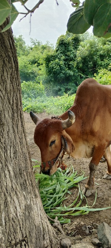 ગોઢલા વેચવાના છ...