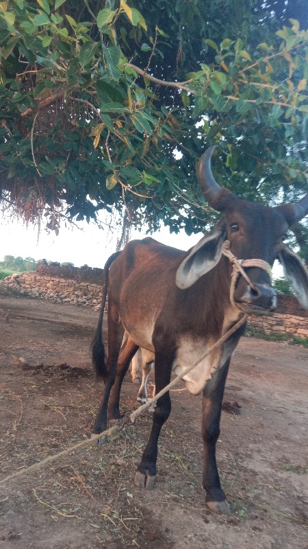 ગોધલો વેચવાનો છ...