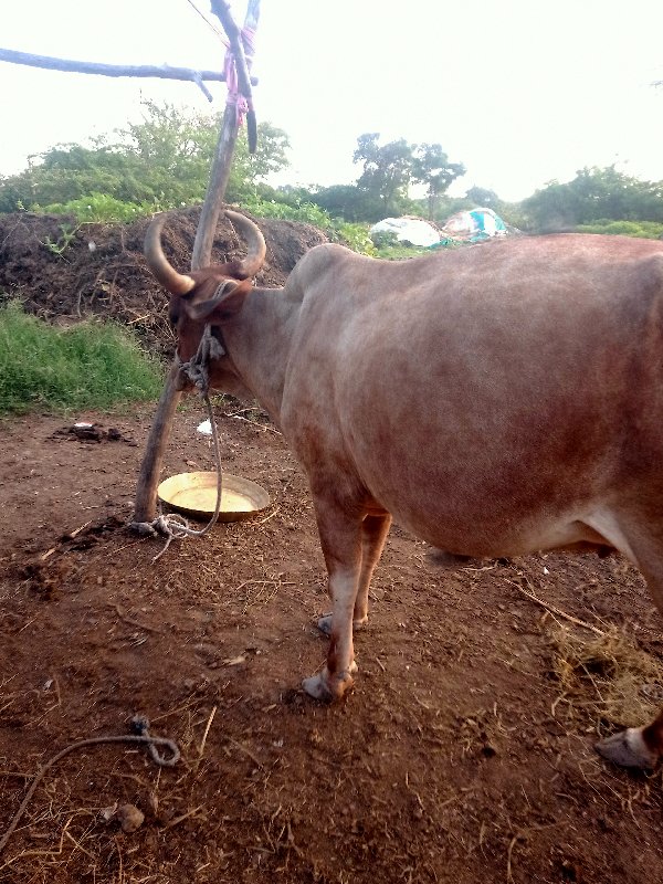 ગા વેચવાની છે ત...