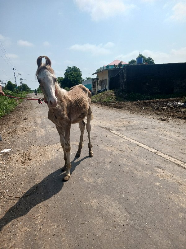 વચ્ચેરો વેચવાનો...