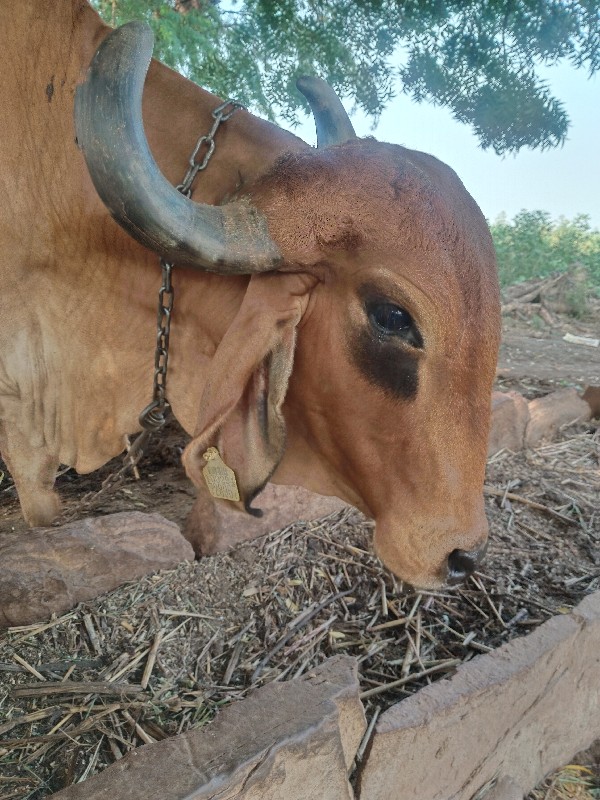 ગાય