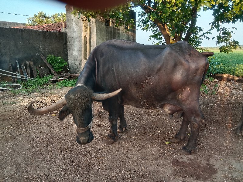 ભેસ વેચવાની છે