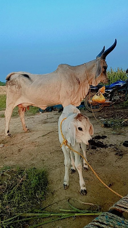 વઢીયારી ગાય