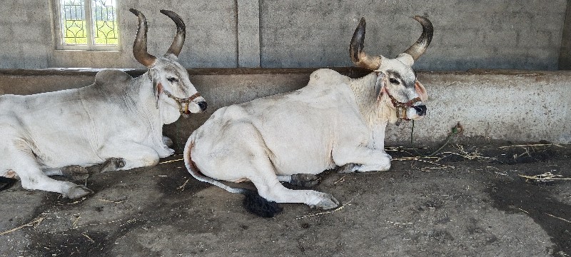 સાવ સોજા સે