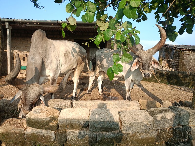 બળદ વેચવાના છે.