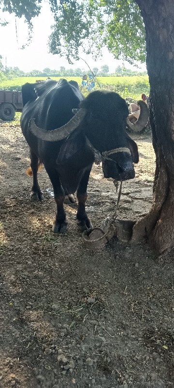 ભેંસ વેચવાની છે