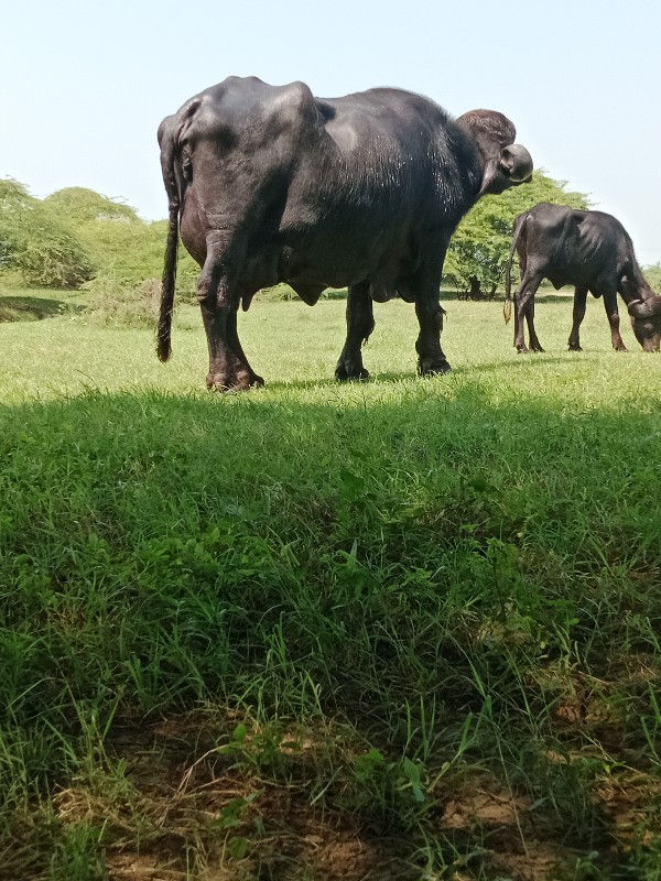 ભેંસ વેસવાની શે