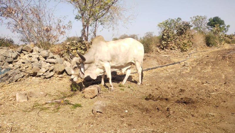 બળદ વેચવાના છે