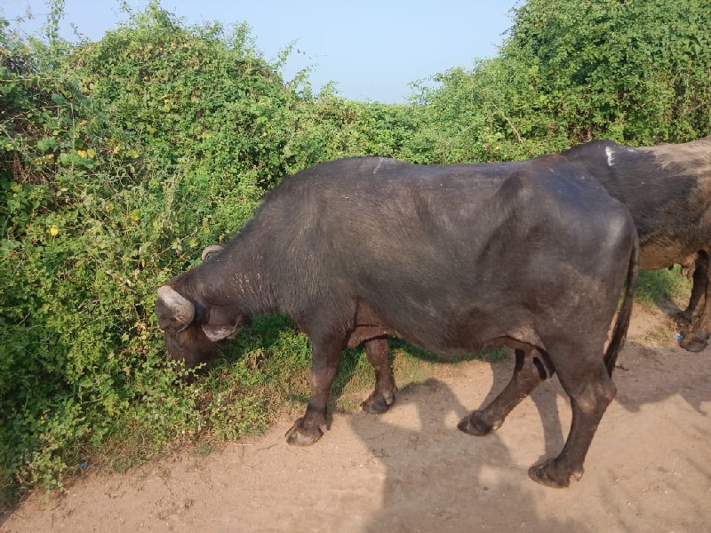 ભેશ અને ચાર ખડે...