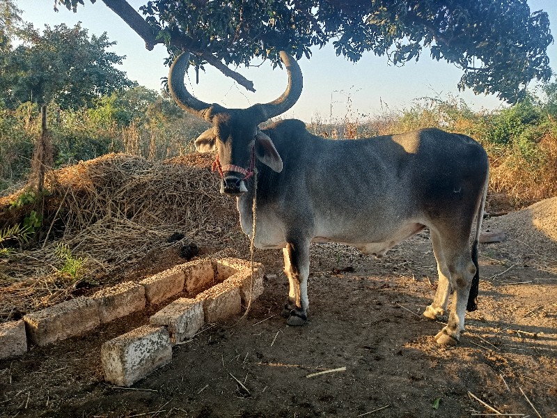 બરદ