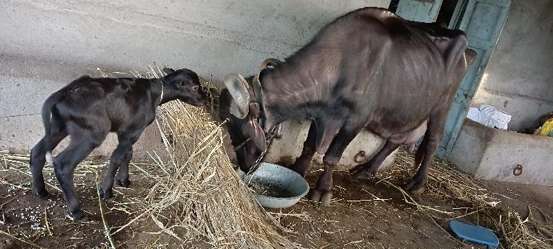 લેવી હોય તોજ ફો...