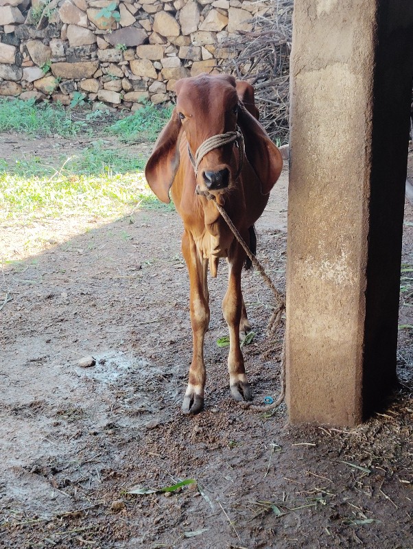 વાછડી દેવાની છે