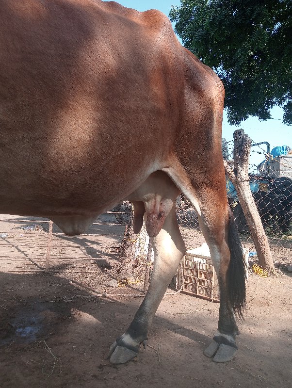 ગાય વેચવાની છે