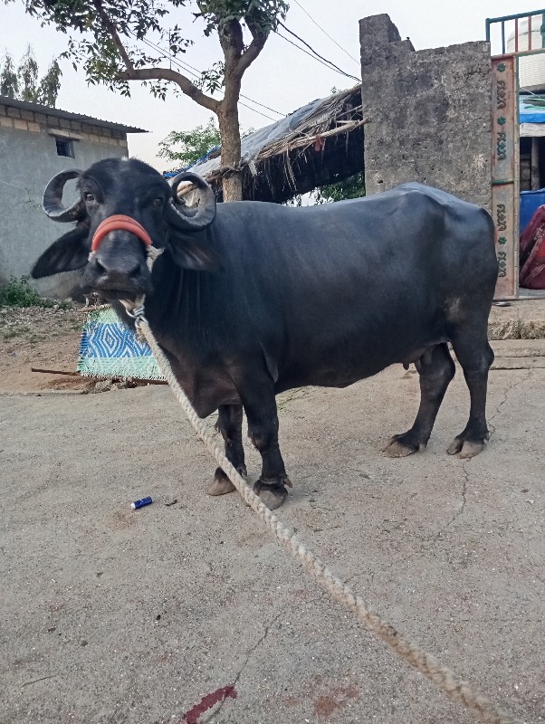 વેચ વેચવાની છે...