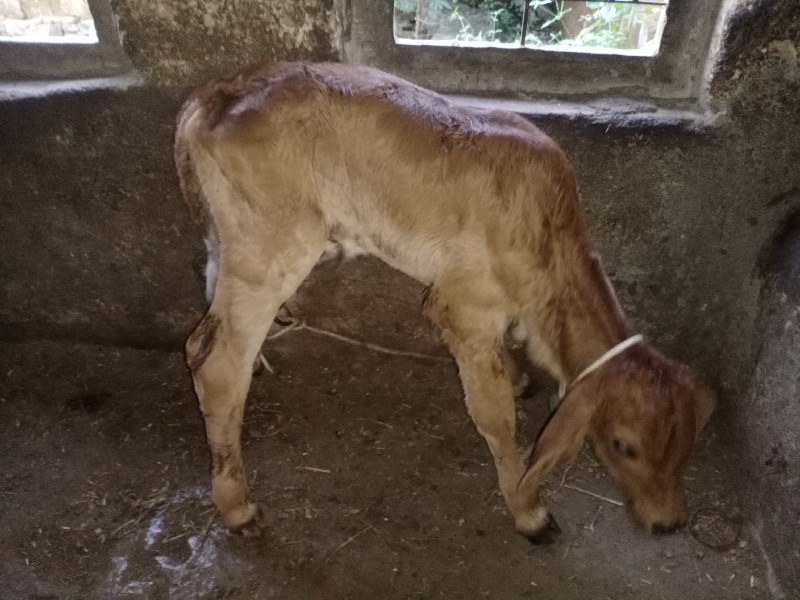 ગાય વેચવાની છે...