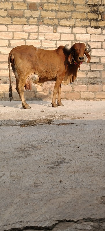 ગાય વેચવાની છે