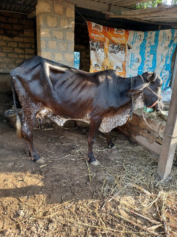 ગાય વેસવાની છે