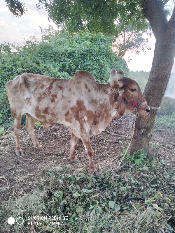 બળદ વેચવાનો છે