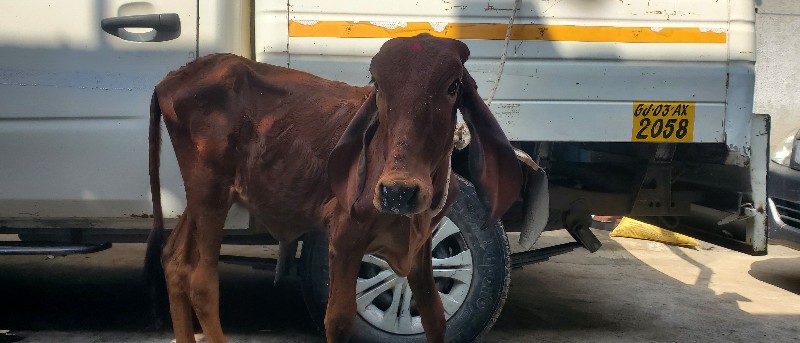 વાસળી વેચવાની છ...