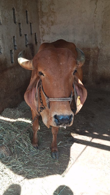 ગાય વેચવાની છે