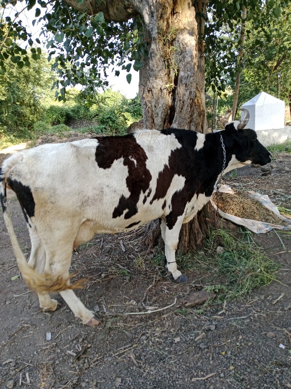 ભિડભજન સેરી