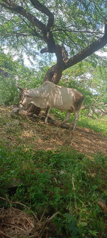 ગાય વેચવાની છે